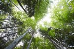 Von den Waldhängematten aus - Blick in die Baumwipfel Baumwipfel - Die Natur als Ort des Rückzugs