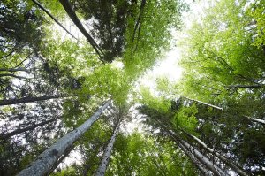 Von den Waldhängematten aus - Blick in die Baumwipfel Baumwipfel - Die Natur als Ort des Rückzugs