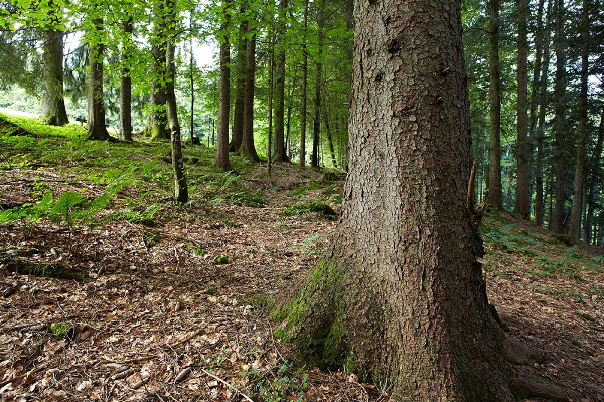 Mischwald