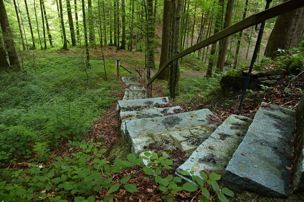 Waldtreppe am Klimapfad