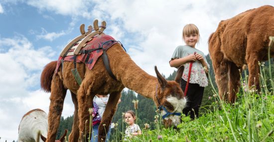 Lama-Trekking im Familienurlaub im Montafon