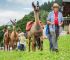 Die Kids werden begeistert sein beim Lama-Trekking im Familien Urlaub im Explorer Hotel Montafon Lama-Trekking im Montafon ist ein Highlight für die ganze Familie