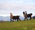 Ideal für die ganze Familie - das Lama-Trekking beim Lama-Erlebnishof in Nesselwang nahe des Explorer Hotel Neuschwanstein. Lama-Trekking in Deinem Familienurlaub in Nesselwang