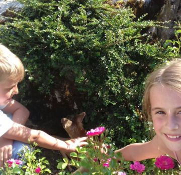 Rehkitz in der Natur nahe des Explorer Hotel Hinterstoder