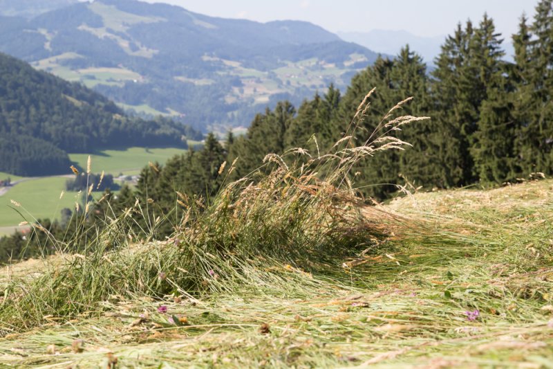 die neue Ernte is eingefahren Haubers Heu