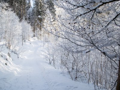 Waldbaden im Winter