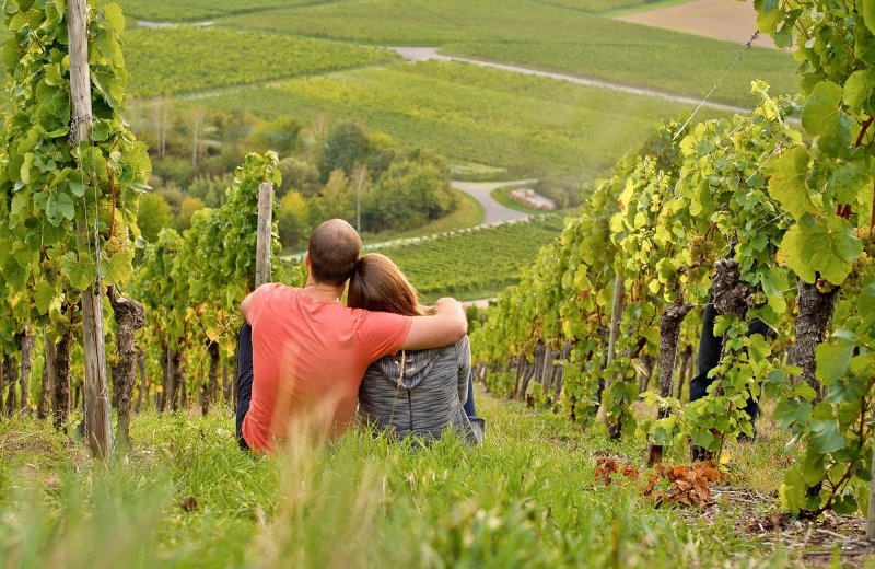 Weinbaugeschichte Erleben Geschichtsweinberg Iphofen