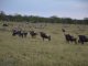 Tarangire Nationalpark Büffel