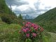 6. Tag - Alpenrosenmeer im Blankental mit Blick auf die Drei Zinnen