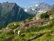 Monte Disgrazia von der Alpe Fora aus