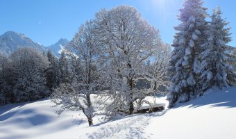 Schneeschuh-Tagestour Hochleite, Spuren im Schnee